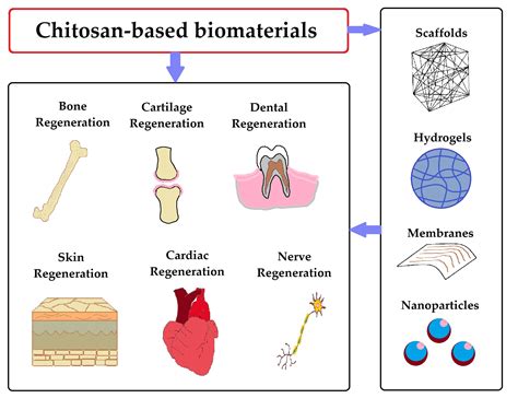  Quaternized Chitosan: Un Biomateriale Rivoluzionario per l'Ingegneria Tissutale e le Applicazioni Farmaceutiche!