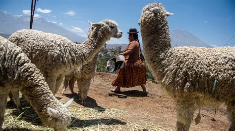  Alpaca: La fibra del lusso e la sostenibilità ecologica!