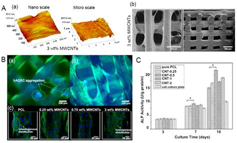 Knitted Carbon Nanotubes: Revolutionary Biomaterial for Bone Regeneration and Tissue Engineering!