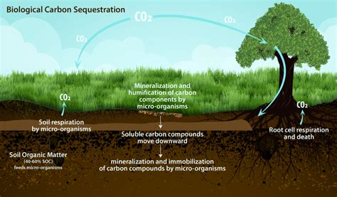 Peat Moss: Un Revealing Look at Its Sustainable Applications and Carbon Sequestration Potential!