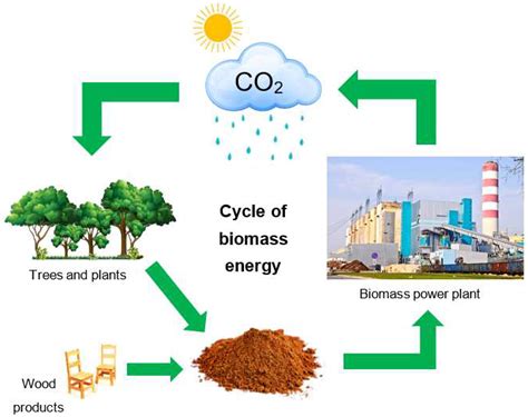 Urdan: Una Risorsa Agricola Sottovalutata per la Produzione di Biocarburanti e Materiali Innovativi!