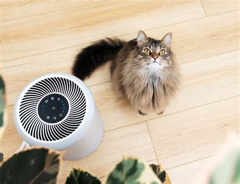 Will an Air Purifier Help with Cat Allergies? And Can It Also Teach Your Cat to Sing Opera?